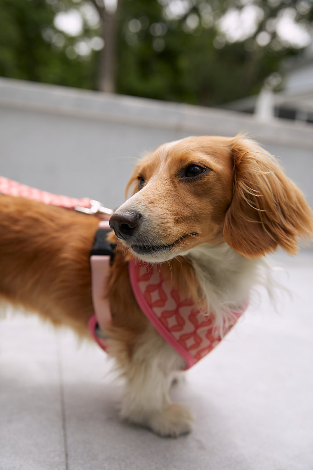 A small brown and white dog wears a Pink Geometric Dog Harness, its leash held by someone in white sneakers with blue laces, standing on a stone path surrounded by grass and shrubs.