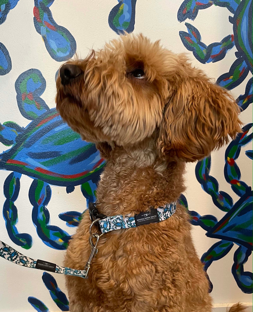 SDS DOG