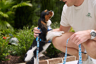 A small black, white, and brown dog in a Crab Craze Dog Harness (S) on a blue leash stands with its front paws on a man's knee, looking up as he kneels in a garden wearing a light t-shirt and shorts.