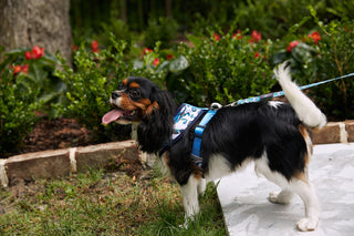 A small tricolor dog wearing a blue Crab Craze Dog Harness stands on a leash outdoors, looking back with its tongue out. Green bushes and red flowers line the garden path in the background.