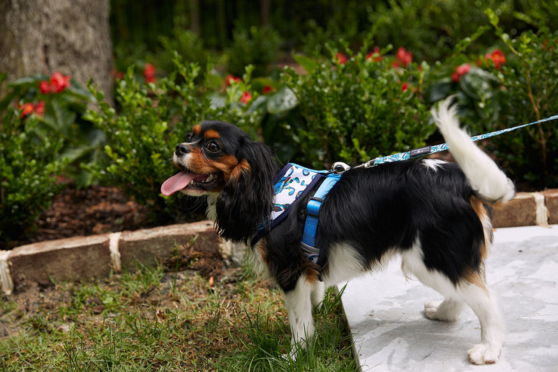 Crab Craze Dog Harness (S, M or L)