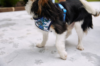 A small dog with black, brown, and white fur wears the Crab Craze Dog Harness by Sewing Down South and stands on pale concrete, leaving paw prints behind as it faces away from the camera.