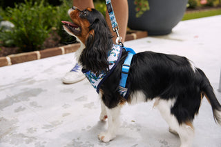 A small black, white, and brown dog wearing the Crab Craze Dog Harness (S) looks up on a sidewalk, attached to a blue leash held by a person in sneakers. Bushes and a large planter are visible in the background.