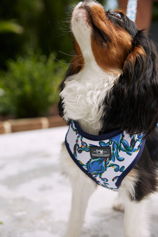 A small dog with long, black, white, and brown fur wears a colorful Crab Craze Dog Harness by Sewing Down South and looks upward. The background is outdoors, blurred, and features greenery.