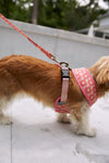 A small brown and white dog confidently wears a Sewing Down South Pink Geometric Dog Harness, attached to a matching leash. It stands on a light stone surface with blurred lush greenery in the background.