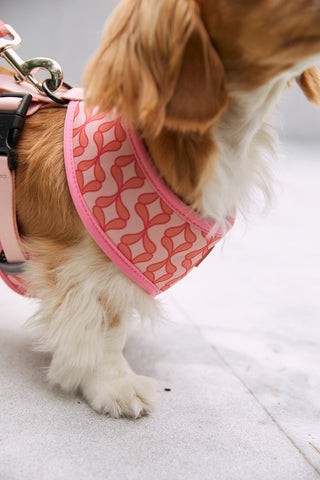 A small dog with brown and white fur wears a Pink Geometric Dog Harness. The image showcases the adjustable, stylish harness on the dogs body, while its face is turned away from view.