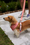 DOG BUNDLE: Pink Geometric Harness + Leash