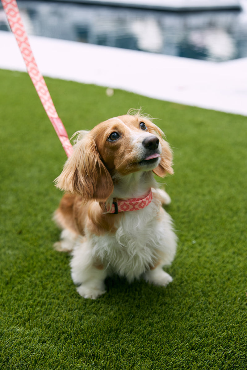 DOG BUNDLE: Pink Geometric Leash + Collar