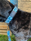 Crab Craze Dog Collar (S, M or L)